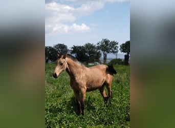 PRE Mix, Mare, 1 year, 15,2 hh, Dun