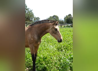 PRE Mix, Mare, 1 year, 15,2 hh, Dun