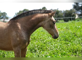 PRE Mix, Mare, 1 year, 15,2 hh, Dun