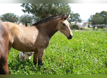 PRE Mix, Mare, 1 year, 15,2 hh, Dun