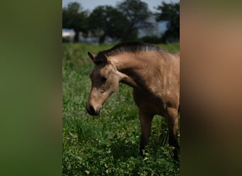 PRE Mix, Mare, 1 year, 15,2 hh, Dun