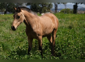 PRE Mix, Mare, 1 year, 15,2 hh, Dun
