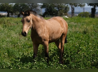 PRE Mix, Mare, 1 year, 15,2 hh, Dun