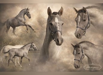 PRE Mix, Mare, 1 year, 15,2 hh, Grey