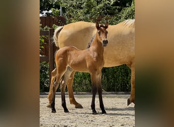 PRE, Mare, 1 year, 15,2 hh, Pearl