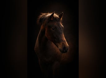 PRE, Mare, 1 year, 15,2 hh, Pearl