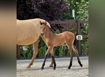 PRE, Mare, 1 year, 15,2 hh, Pearl