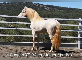 PRE, Mare, 1 year, 15,2 hh, Perlino