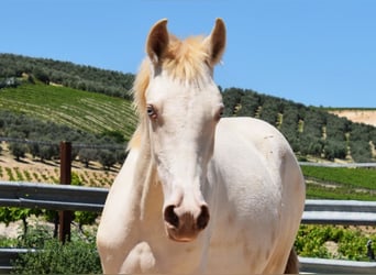 PRE, Mare, 1 year, 15,2 hh, Perlino