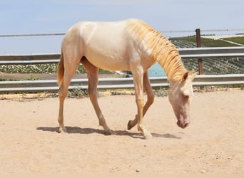 PRE, Mare, 1 year, 15,2 hh, Perlino