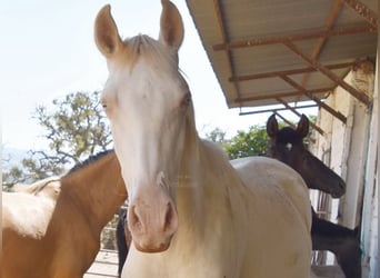 PRE, Mare, 1 year, 15,2 hh, Perlino
