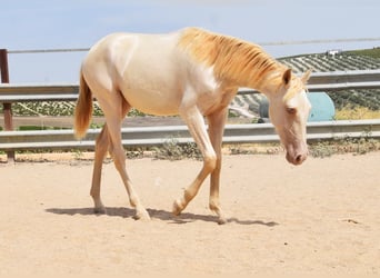 PRE, Mare, 1 year, 15,2 hh, Perlino