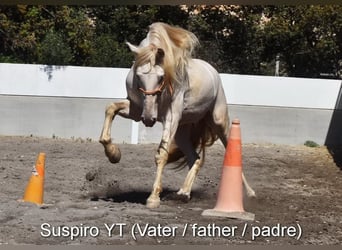 PRE, Mare, 1 year, 15,2 hh, Perlino