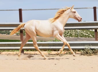 PRE, Mare, 1 year, 15,2 hh, Perlino