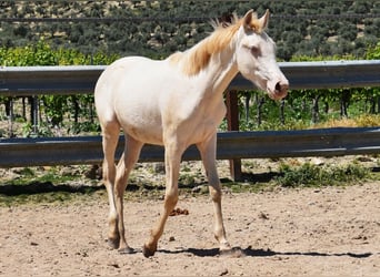 PRE, Mare, 1 year, 15,2 hh, Perlino