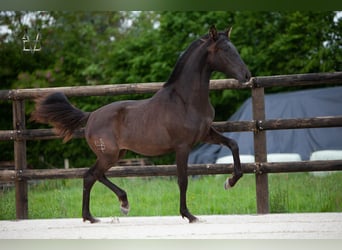 PRE Mix, Mare, 1 year, 16.1 hh, Black