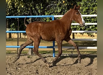 PRE Mix, Mare, 1 year, 16.1 hh, Chestnut-Red