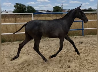 PRE, Mare, 1 year, 16,1 hh, Gray