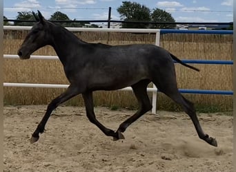 PRE, Mare, 1 year, 16,1 hh, Gray