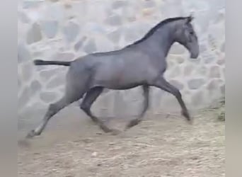 PRE, Mare, 1 year, 16,1 hh, Gray