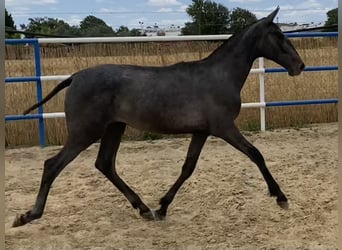 PRE, Mare, 1 year, 16,1 hh, Gray