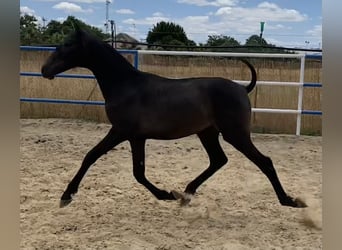 PRE, Mare, 1 year, 16,1 hh, Gray