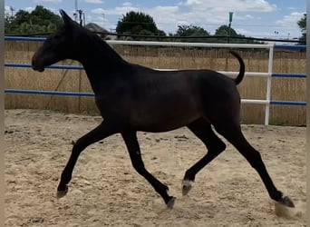 PRE, Mare, 1 year, 16,1 hh, Gray