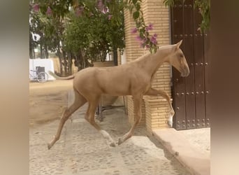 PRE Mix, Mare, 1 year, 16.1 hh, Palomino