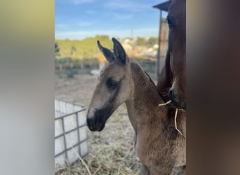 PRE Mix, Mare, 1 year, 16.2 hh, Dun