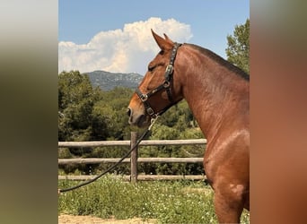 PRE Mix, Mare, 1 year, 16.2 hh, Dun