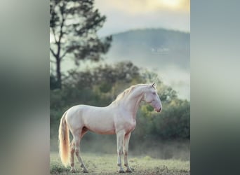 PRE Mix, Mare, 1 year, 16.2 hh, Dun