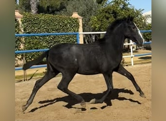 PRE Mix, Mare, 1 year, 16.2 hh, Grey