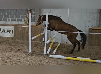 PRE Mix, Mare, 1 year, 16 hh, Bay