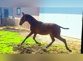 PRE Mix, Mare, 1 year, 16 hh, Bay