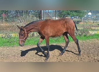 PRE Mix, Mare, 1 year, 16 hh, Bay