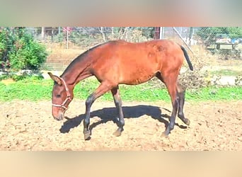 PRE Mix, Mare, 1 year, 16 hh, Bay