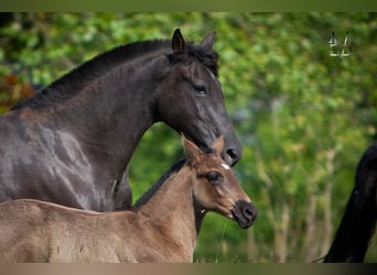 PRE Mix, Mare, 1 year, 16 hh, Black