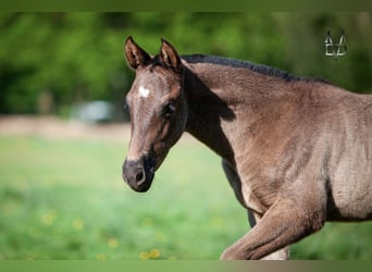 PRE Mix, Mare, 1 year, 16 hh, Black