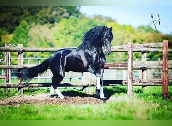 PRE Mix, Mare, 1 year, 16 hh, Black