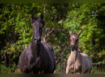 PRE Mix, Mare, 1 year, 16 hh, Black