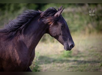PRE, Mare, 1 year, 16 hh, Black