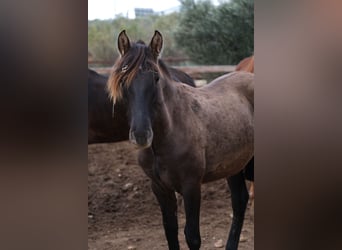 PRE Mix, Mare, 1 year, 16 hh, Black