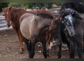 PRE Mix, Mare, 1 year, 16 hh, Black