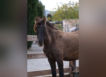 PRE Mix, Mare, 1 year, 16 hh, Black