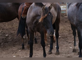 PRE Mix, Mare, 1 year, 16 hh, Black