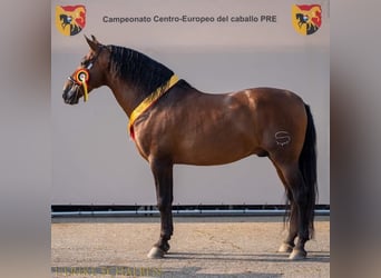 PRE Mix, Mare, 1 year, 16 hh, Brown