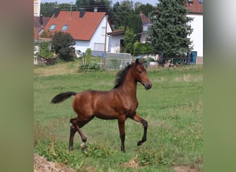 PRE, Mare, 1 year, 16 hh, Brown