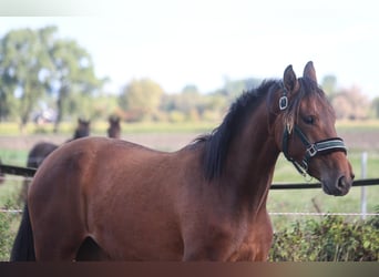 PRE, Mare, 1 year, 16 hh, Brown