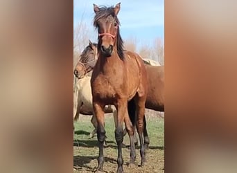 PRE, Mare, 1 year, 16 hh, Brown
