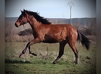 PRE, Mare, 1 year, 16 hh, Brown